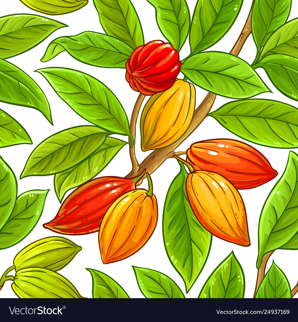 Cocoa branches pattern on white background Vector Image