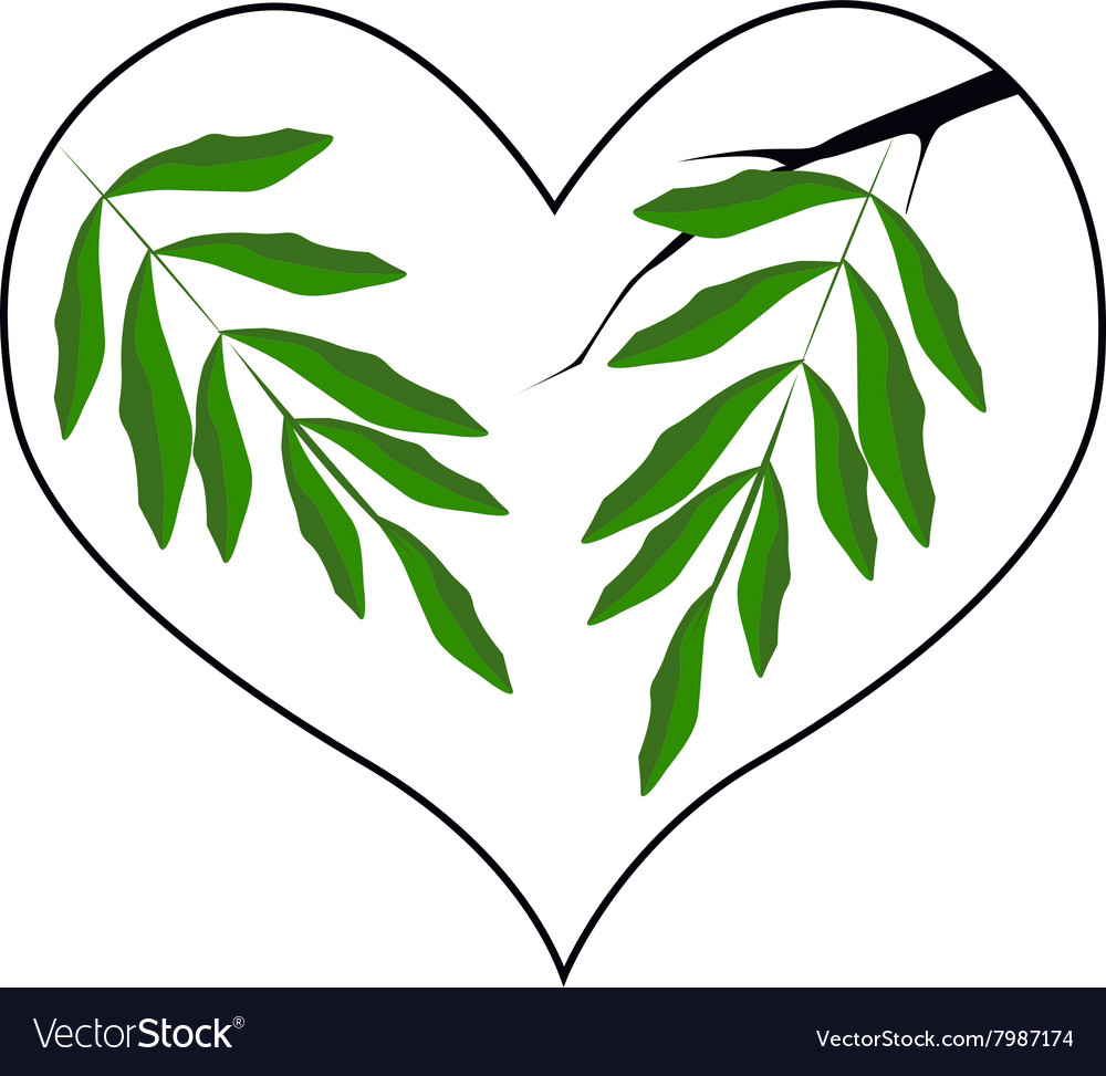 Branch of green leaves in a heart shape