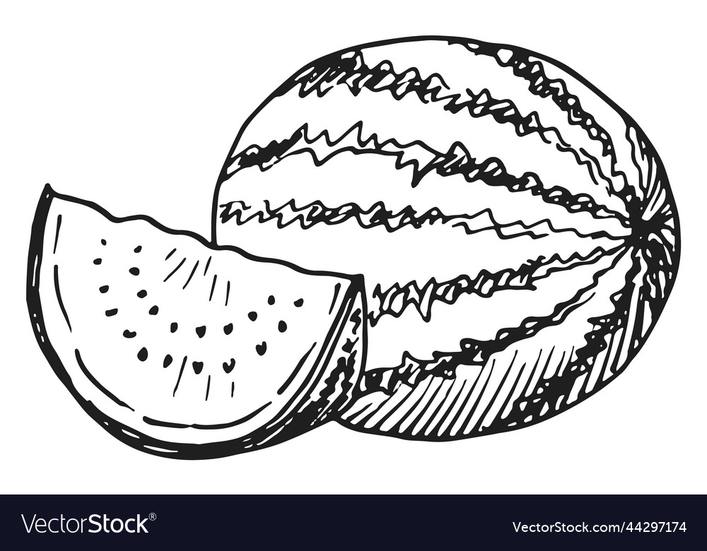 Watermelon sketch hand drawn slice and whole Vector Image