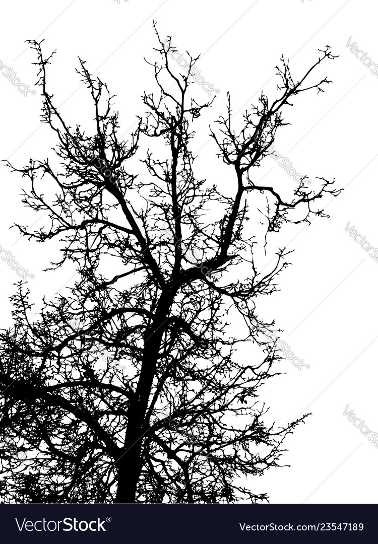 Black Leafless Tree Silhouette