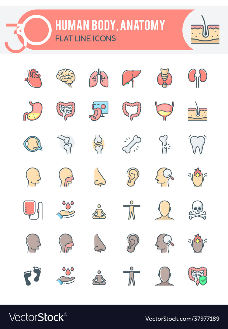 Human body anatomy icons Royalty Free Vector Image