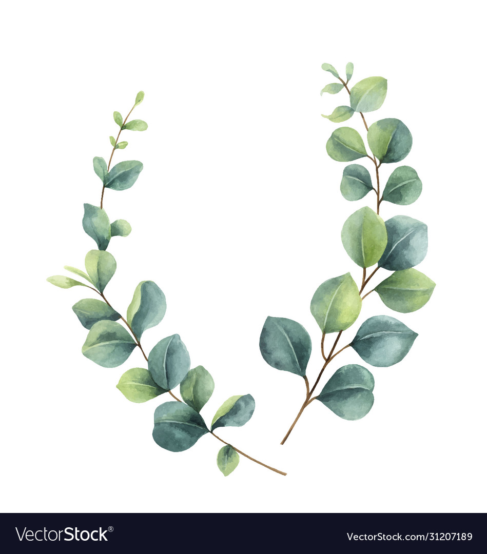 Watercolor wreath with green eucalyptus vector image on VectorStock.