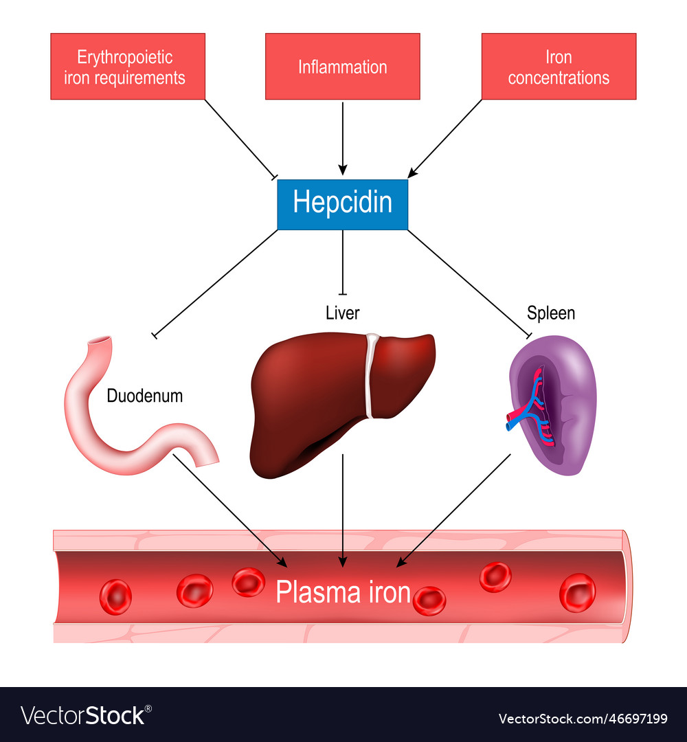 Hepcidin and iron homeostasis Royalty Free Vector Image