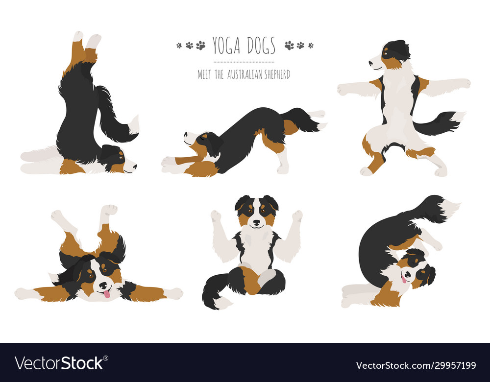 Yoga dogs poses and exercises australian shepherd Vector Image