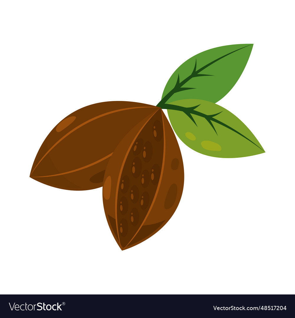 Cacao tree and leaf icon Royalty Free Vector Image