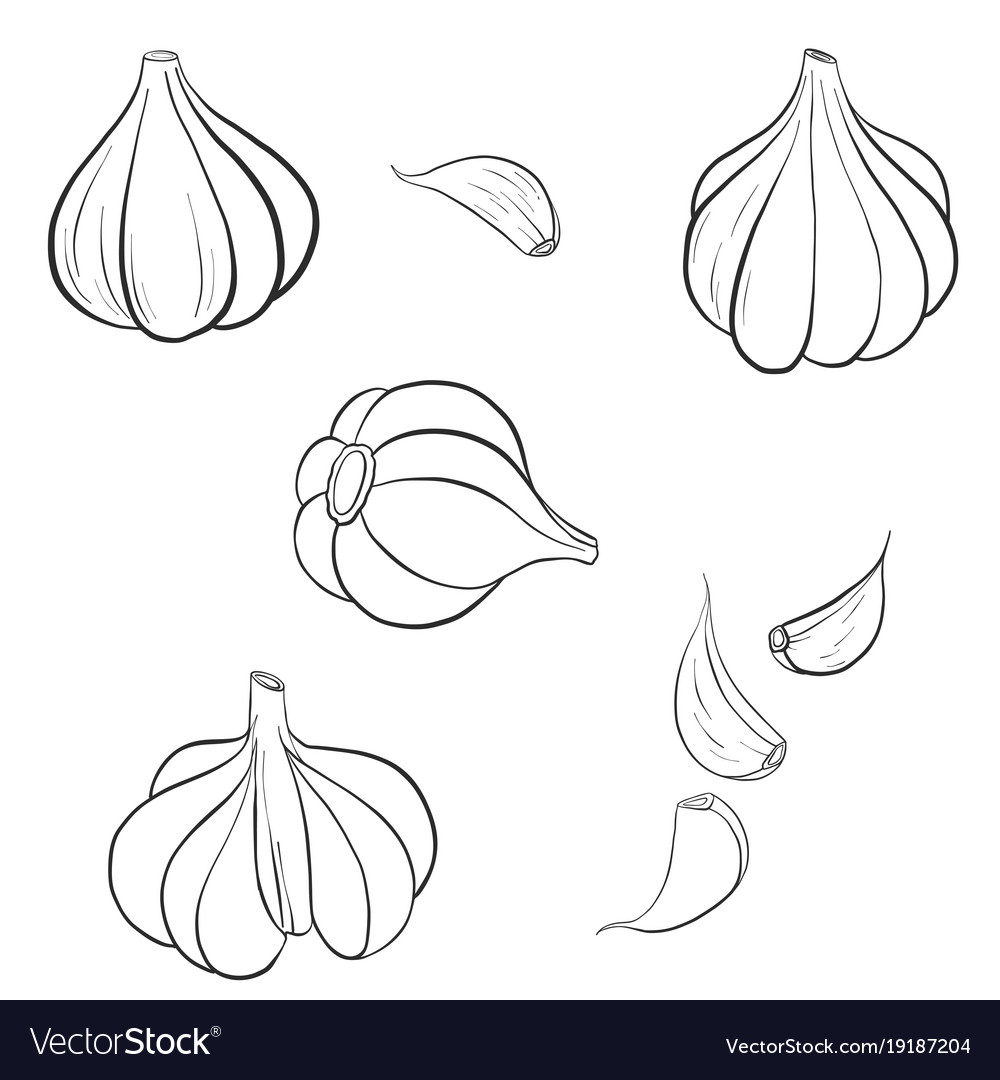 Vector hand drawn vegetable Illustration. Detailed retro style hand-drawn garlic  sketch. Vintage sketch element for labels, packaging and cards design.  3566734 Vector Art at Vecteezy