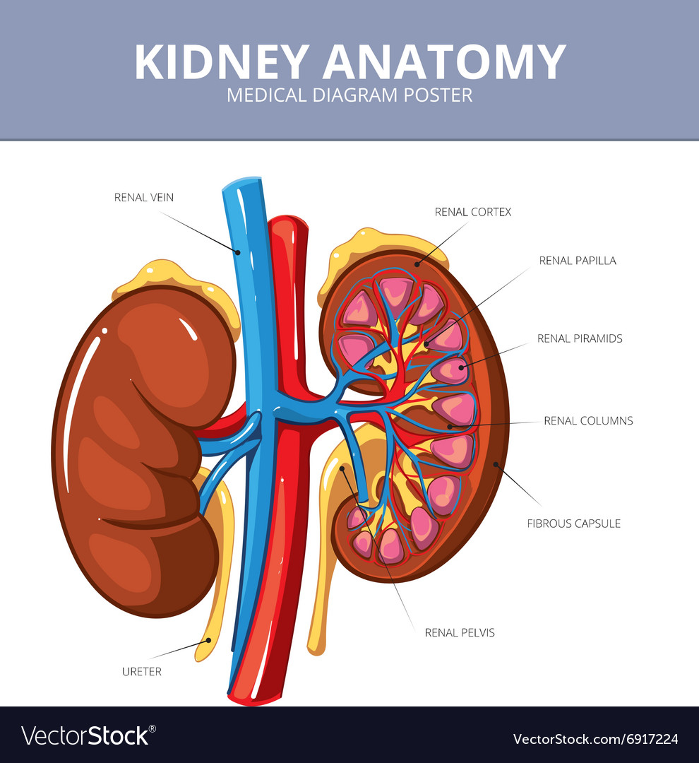Schematic Vector Diagram Kidney Kidney Structure Vector De 53 OFF