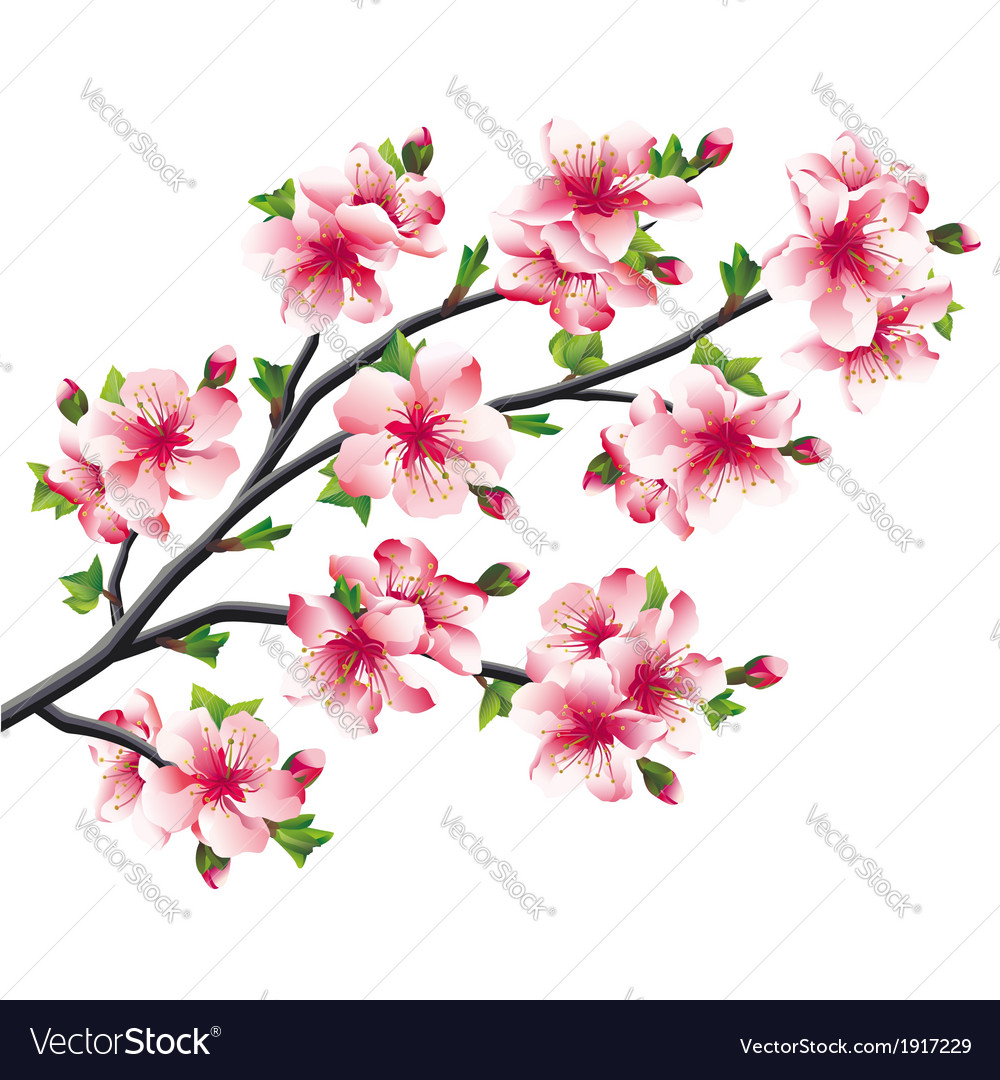 japanese cherry tree branch