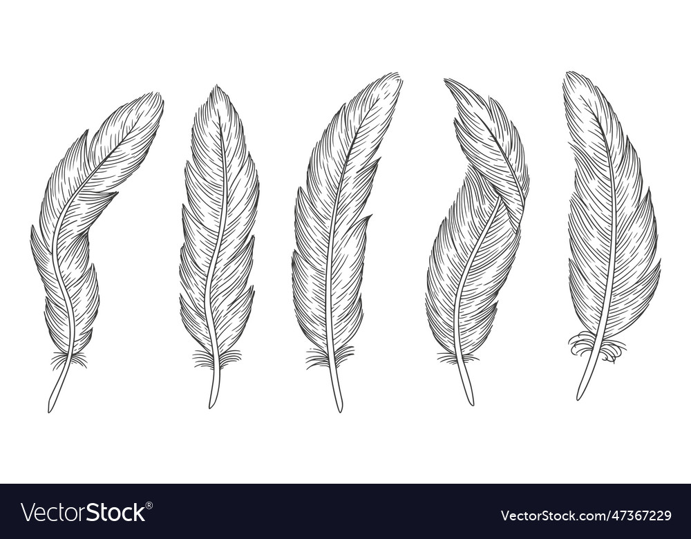 Set of bird feathers hand drawn