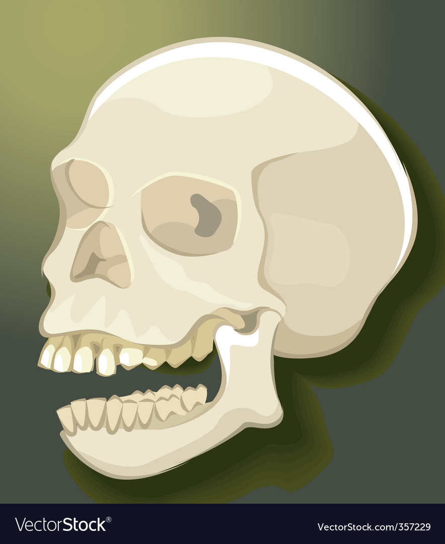 Skull