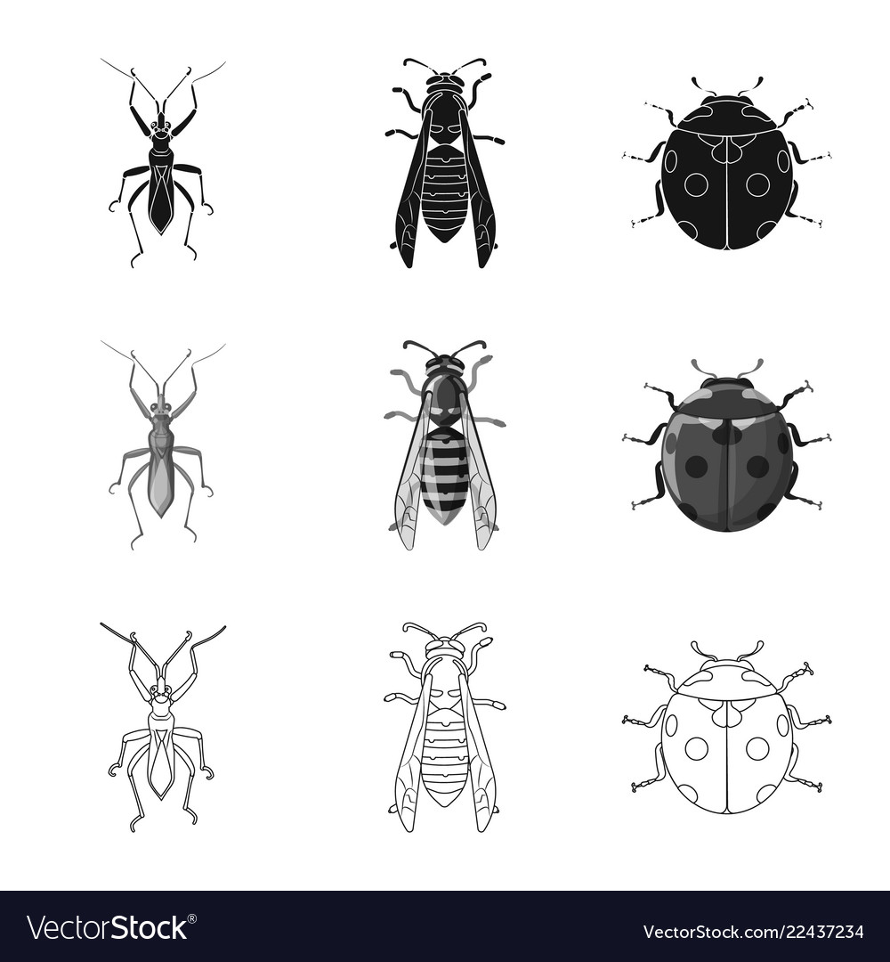 Isolated object of insect and fly icon set vector image Isolated object of insect and fly icon set