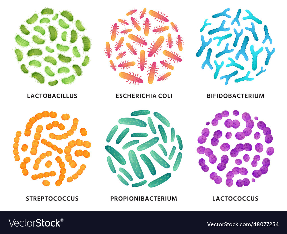 Probiotics lactobacillus bifidobacterium Vector Image