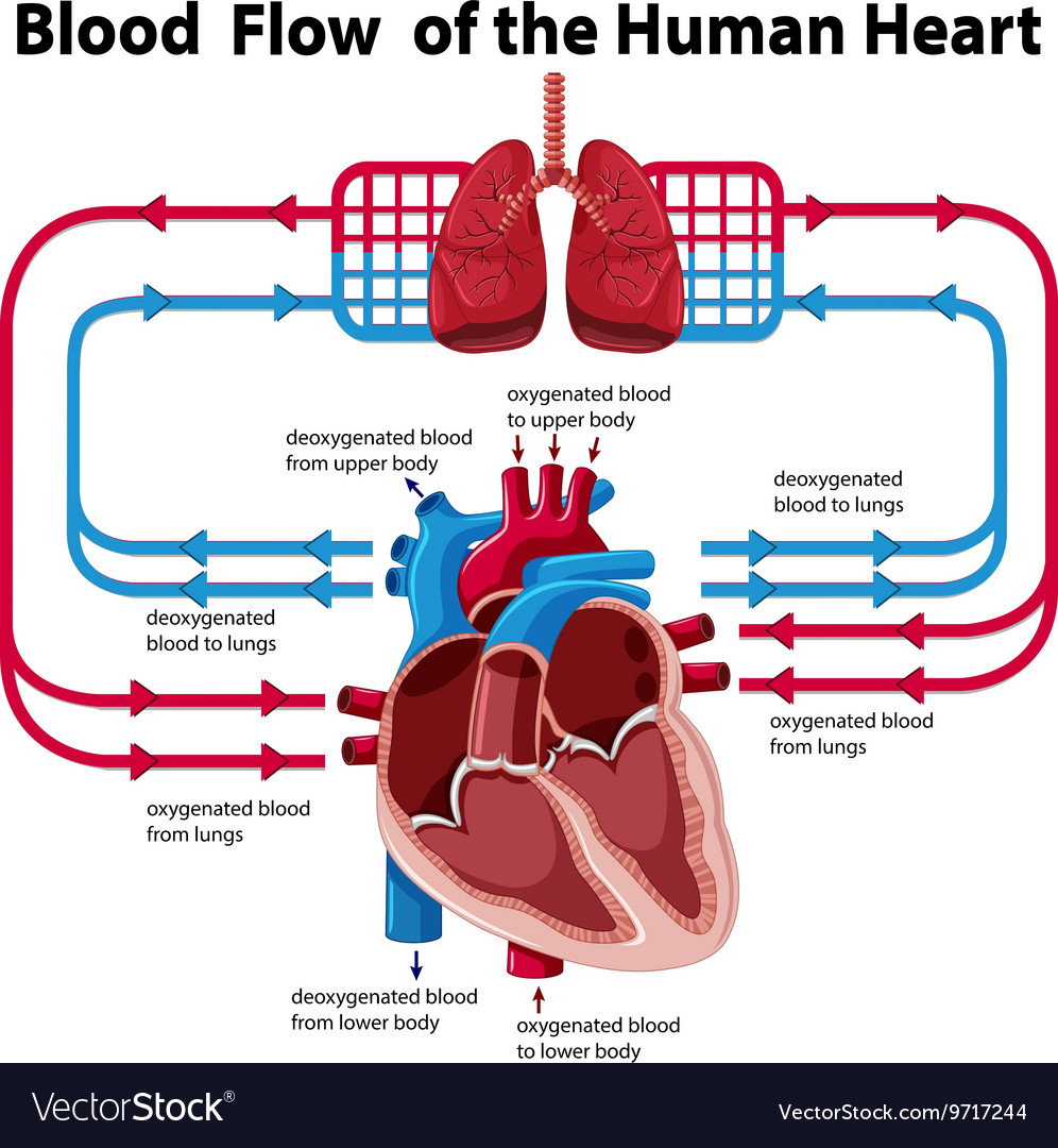 Chart showing blood flow human heart Royalty Free Vector