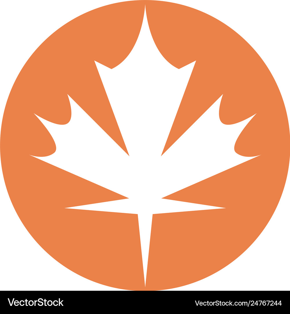 Maple leaf Royalty Free Vector Image - VectorStock