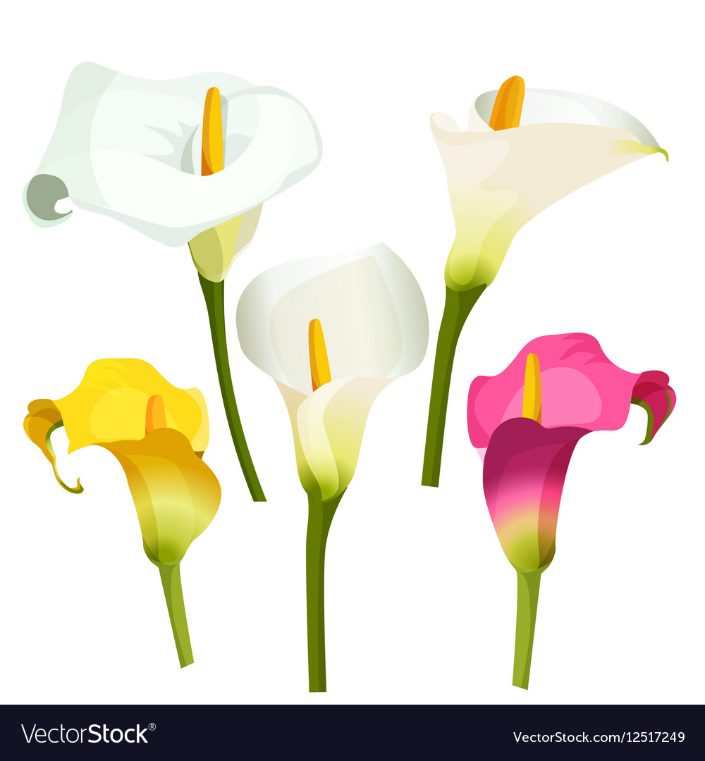 Collection of coloured arum lilies on white Vector Image