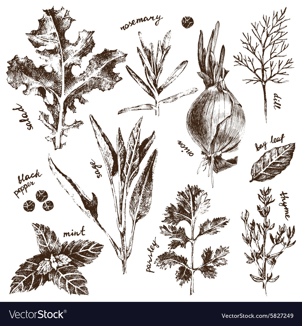 Hand drawn herbs and spices set Royalty Free Vector Image