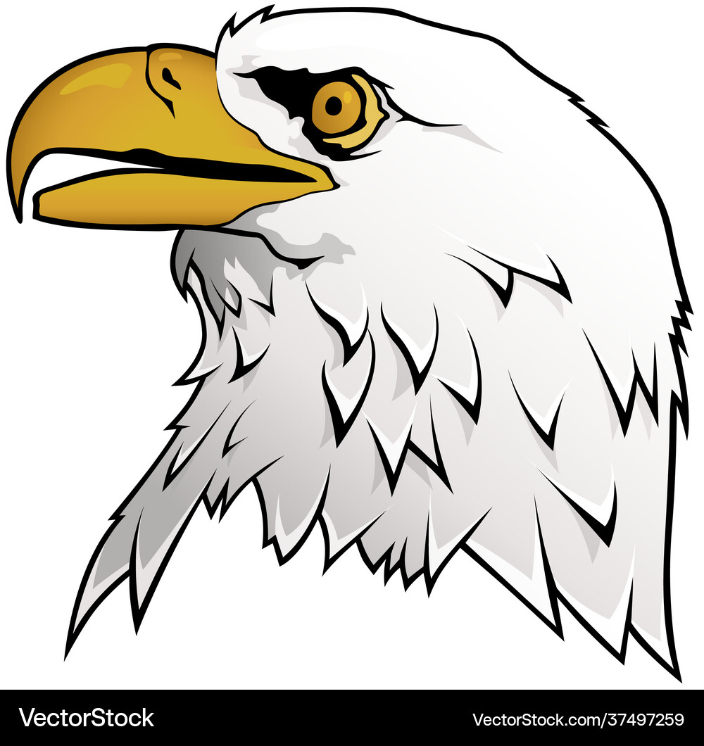 Bald eagle portrait Royalty Free Vector Image - VectorStock