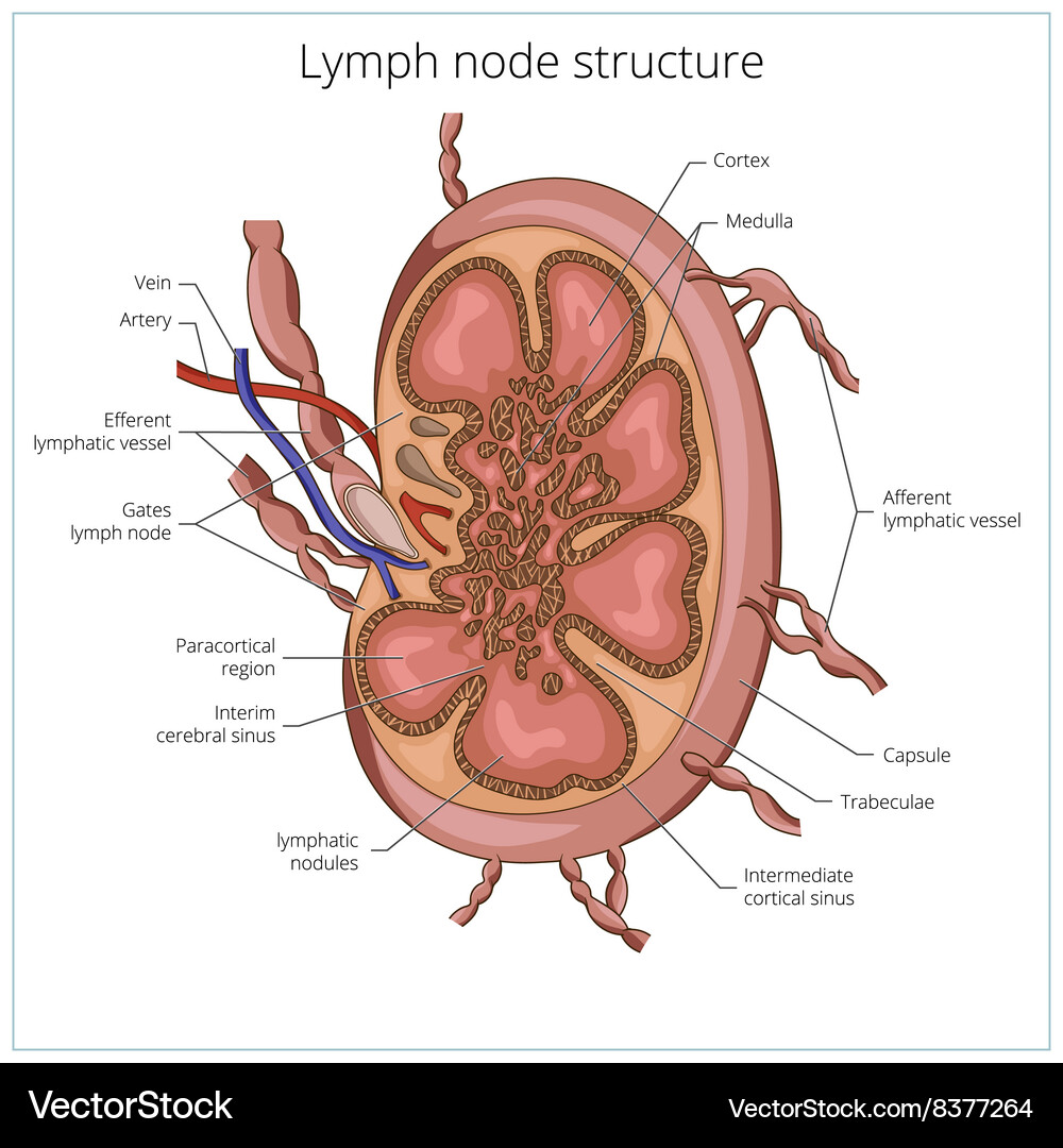 Lymph Node Graph Anatomy Of Lymph Node Lymphatic Anatomy And Clinical Implications