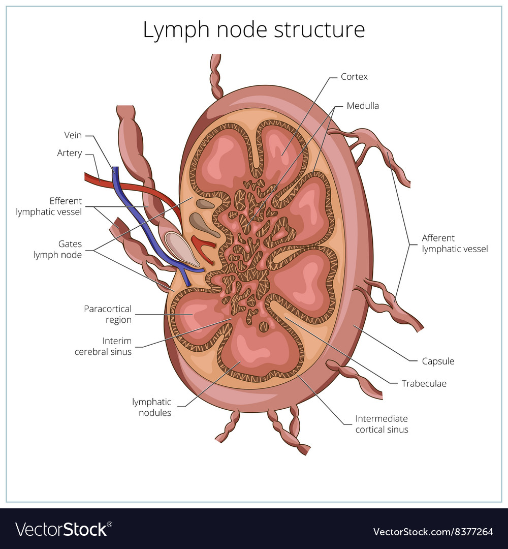 Lymphknotenstruktur medizinische Bildung