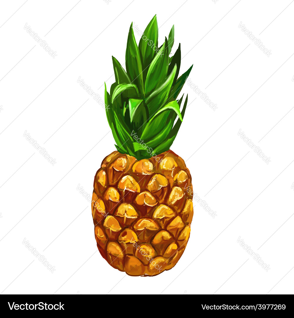 Fruit pineapple hand drawn Royalty Free Vector Image