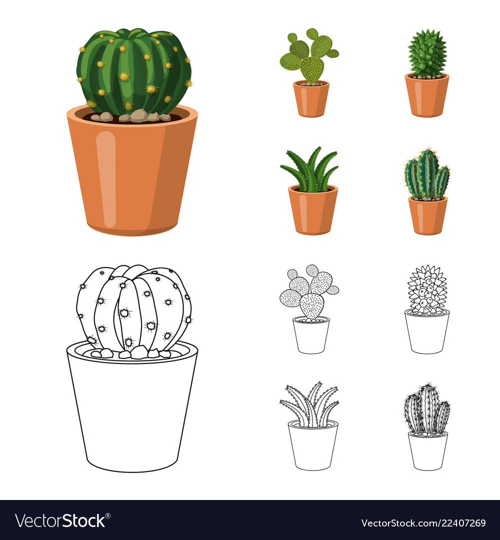 Isolated object of cactus and pot icon collection