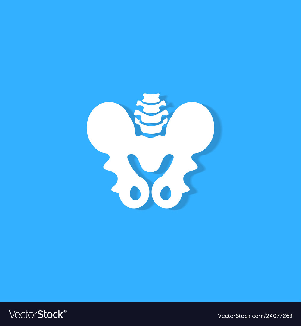 Pelvic bone on blue background