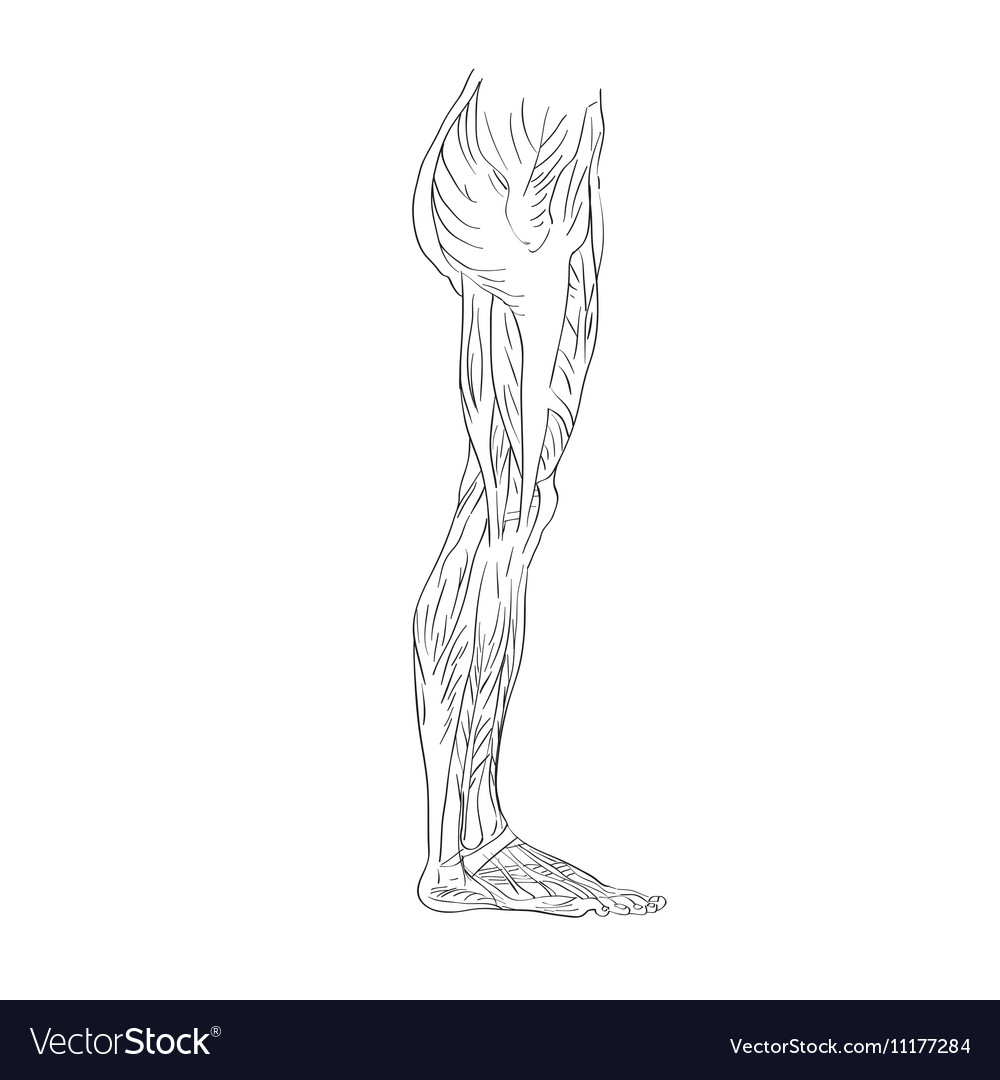 Leg muscles lateral Royalty Free Vector Image - VectorStock