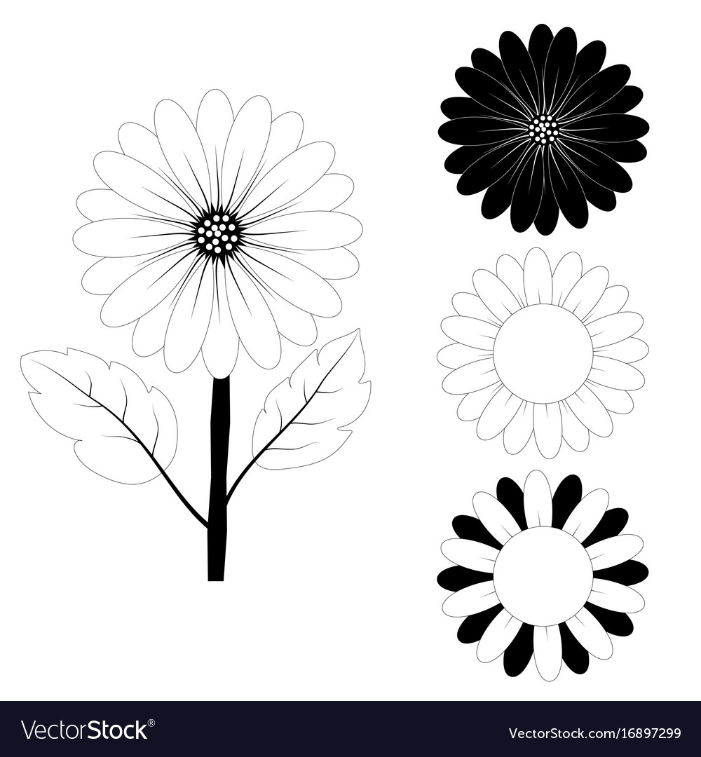 Sunflower drawing black and white Royalty Free Vector Image