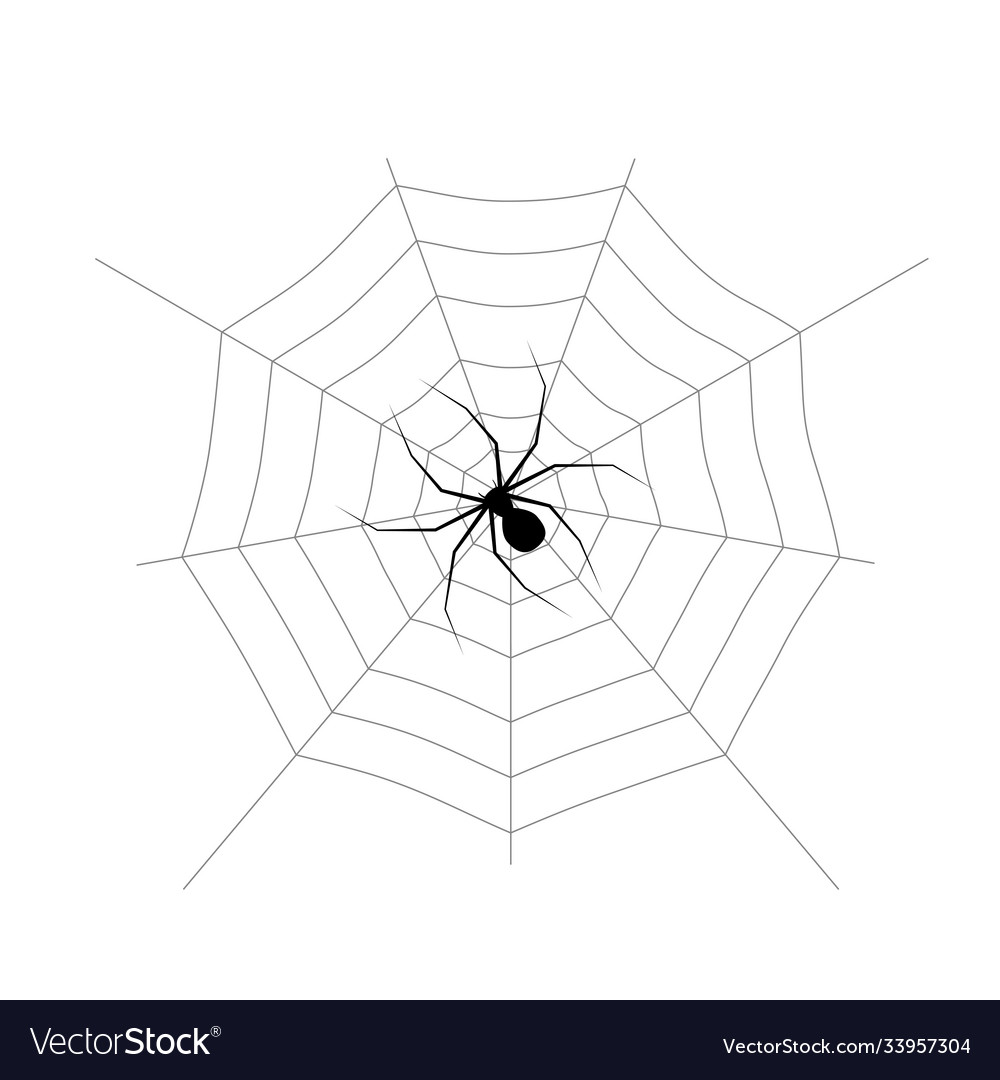 Spider web and isolated on white background Vector Image