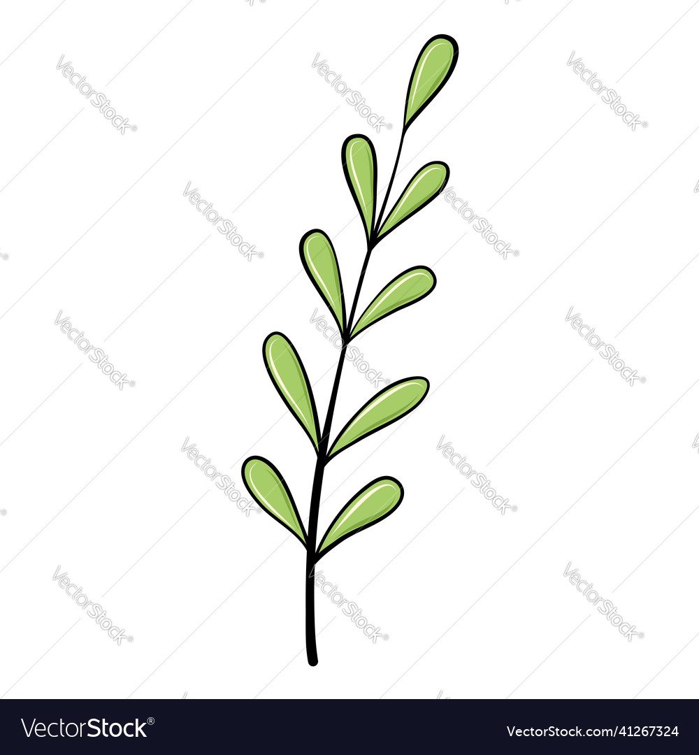 Green willow plant branch with leaves for design