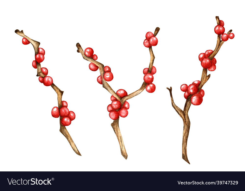 Christmas decorative branches with red berries Vector Image