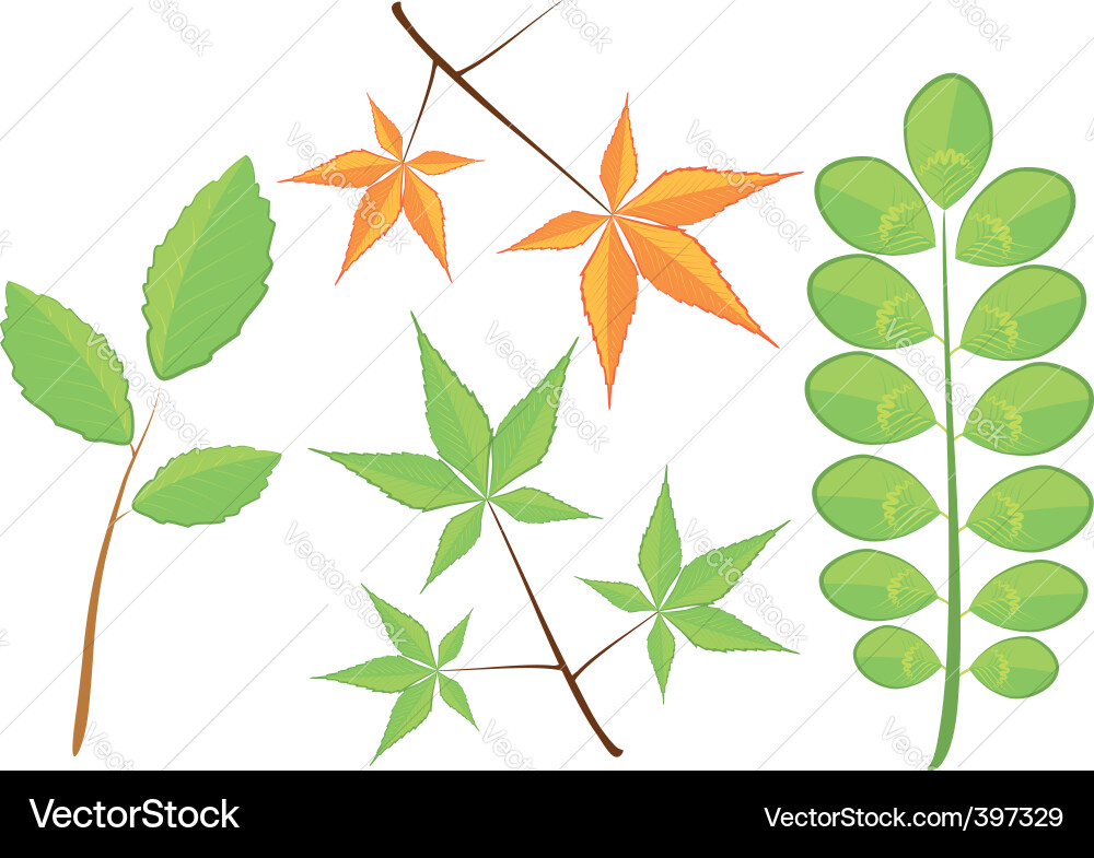 Leaves Royalty Free Vector Image - VectorStock