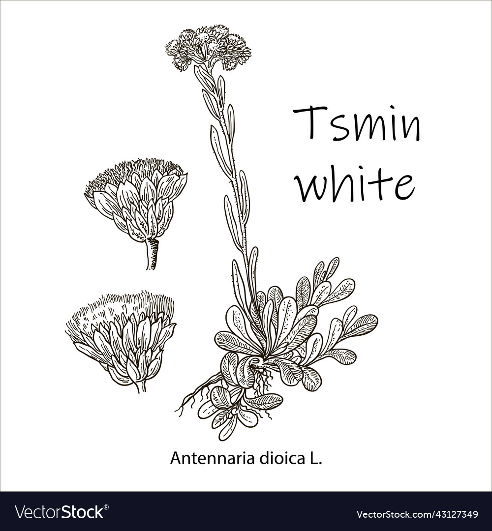 Outline drawing of a tsmin white plant hand