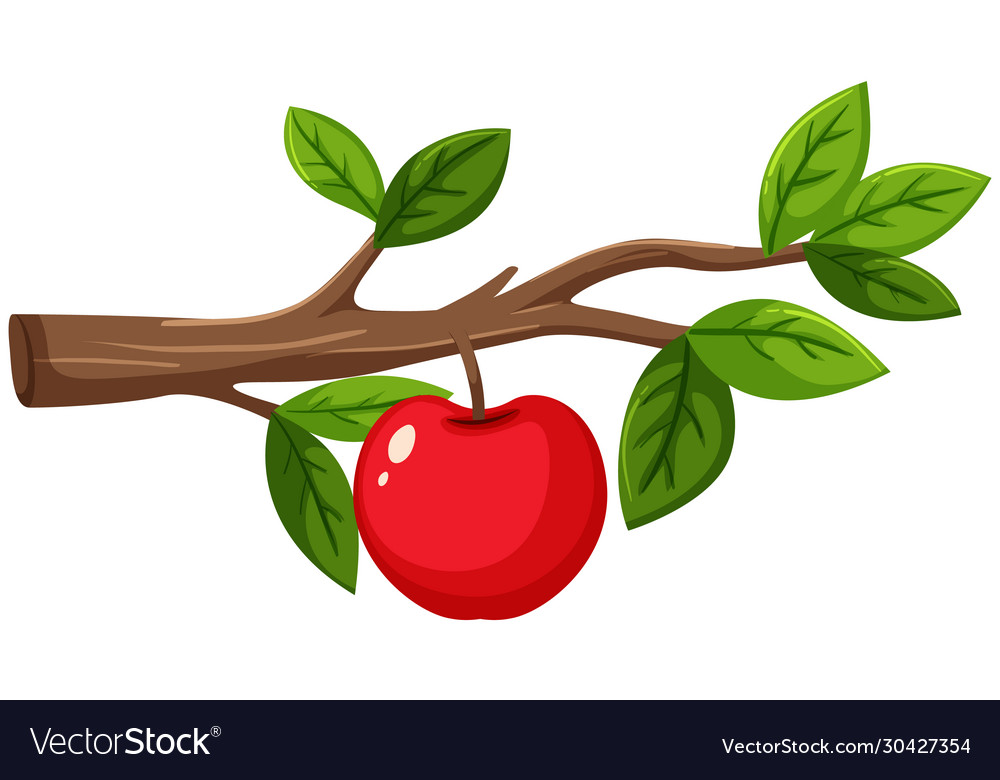 One red apple on wooden branch Royalty Free Vector Image