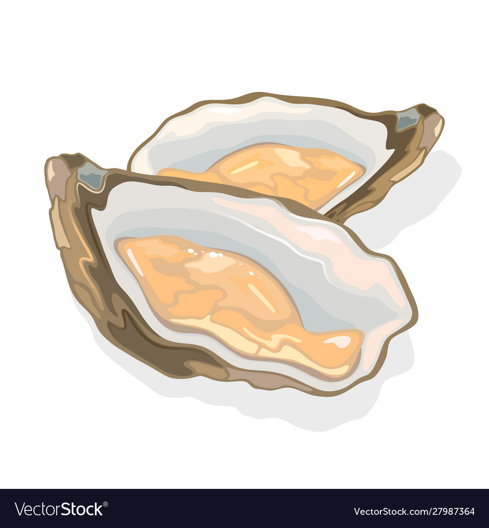 Opened shellfish oysters with soft body Royalty Free Vector