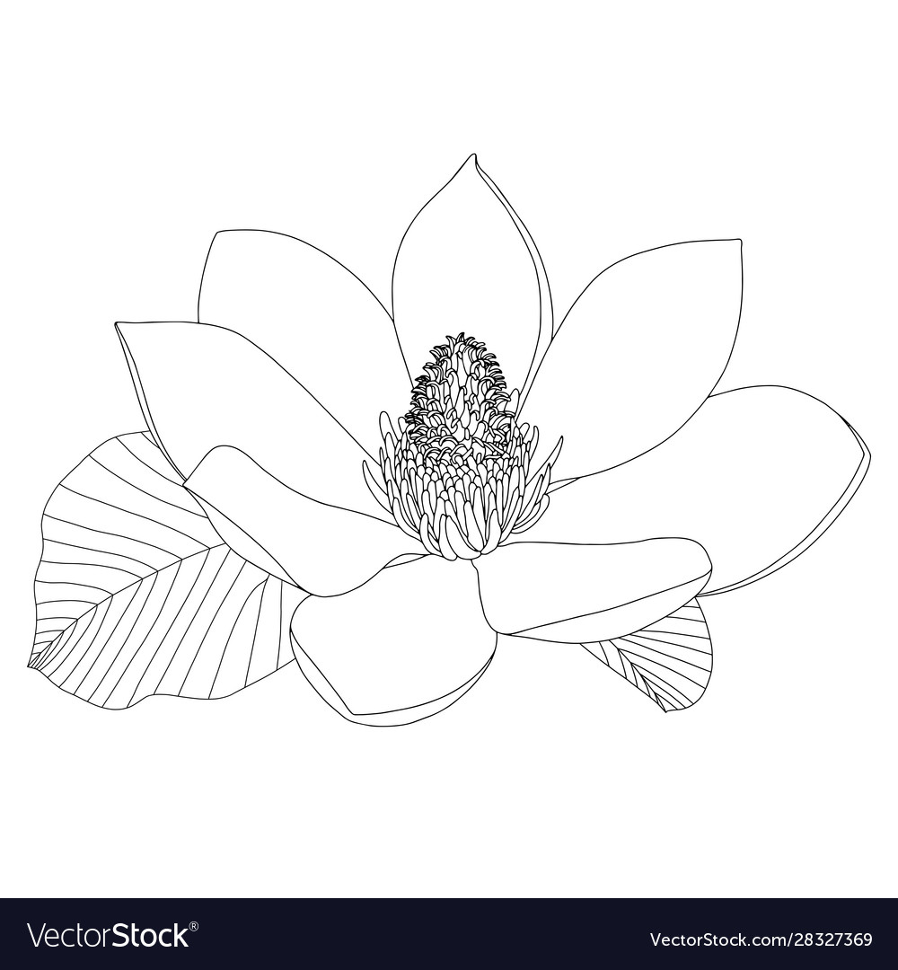 magnolia flower drawing step by step