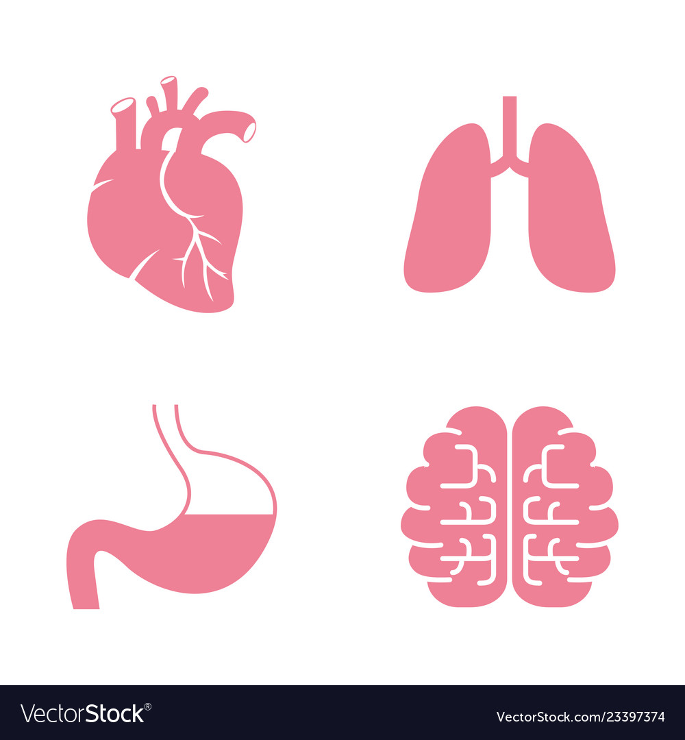 Icons of human organs heart lungs stomach brains Vector Image