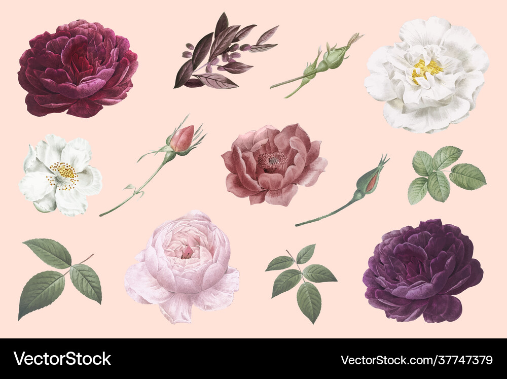 Vintage Rose Collection Royalty Free Vector Image