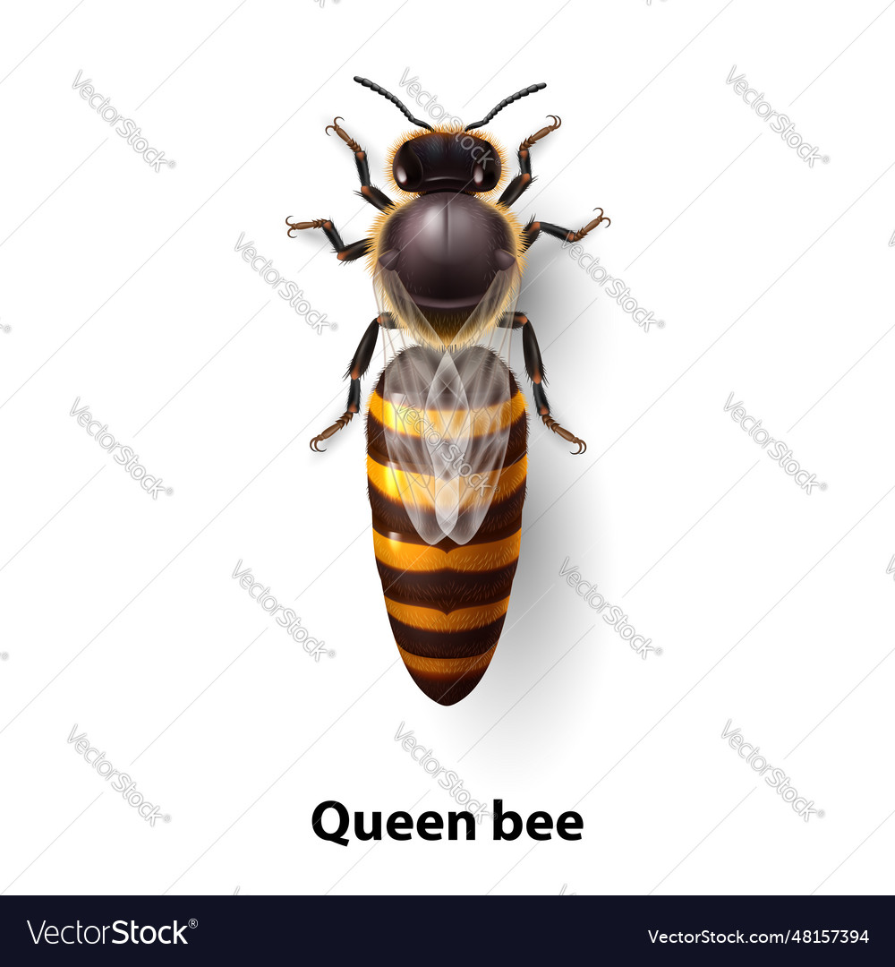 Bee queen Royalty Free Vector Image - VectorStock