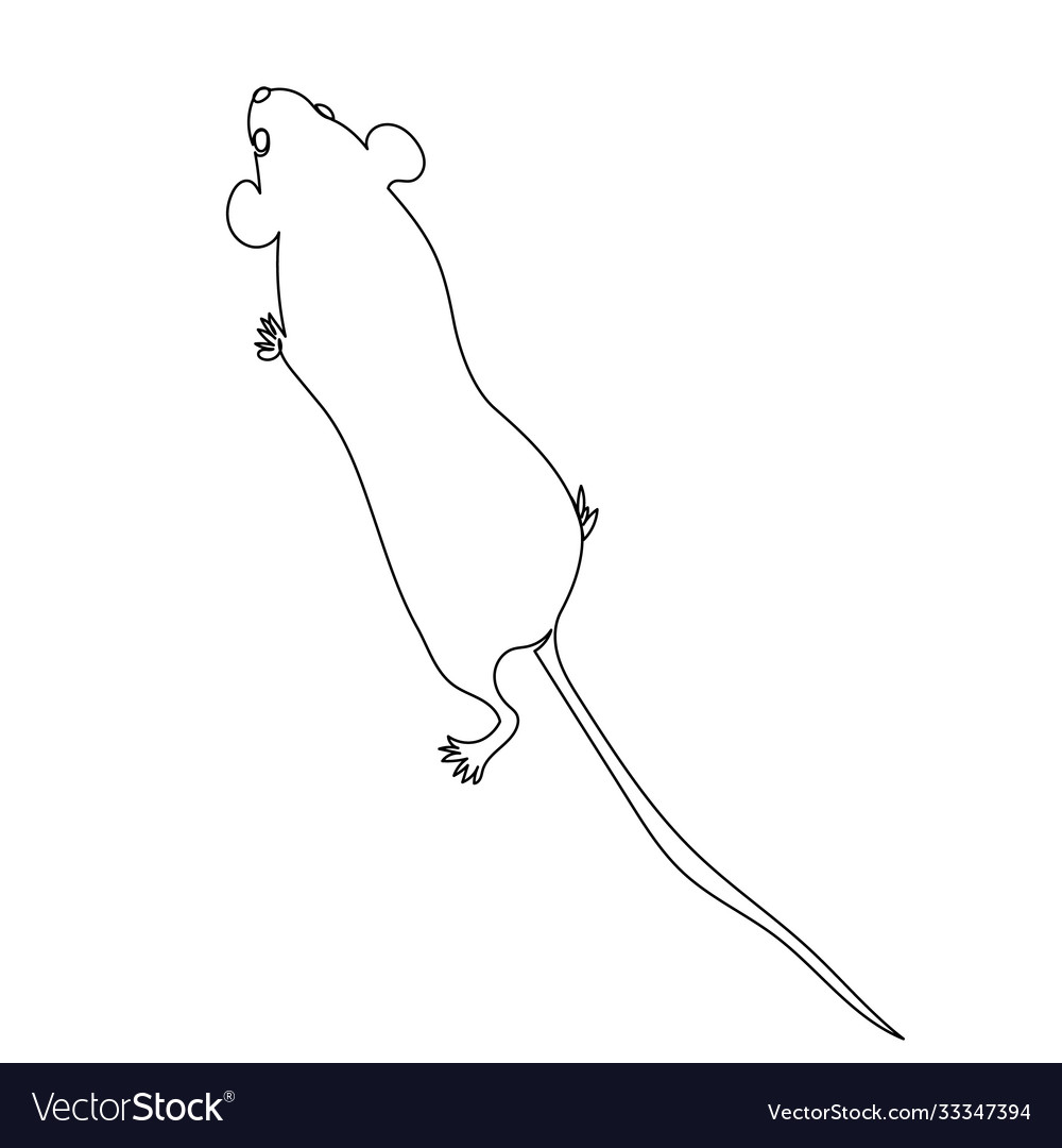 Drawing with one continuous line rat mouse sketch