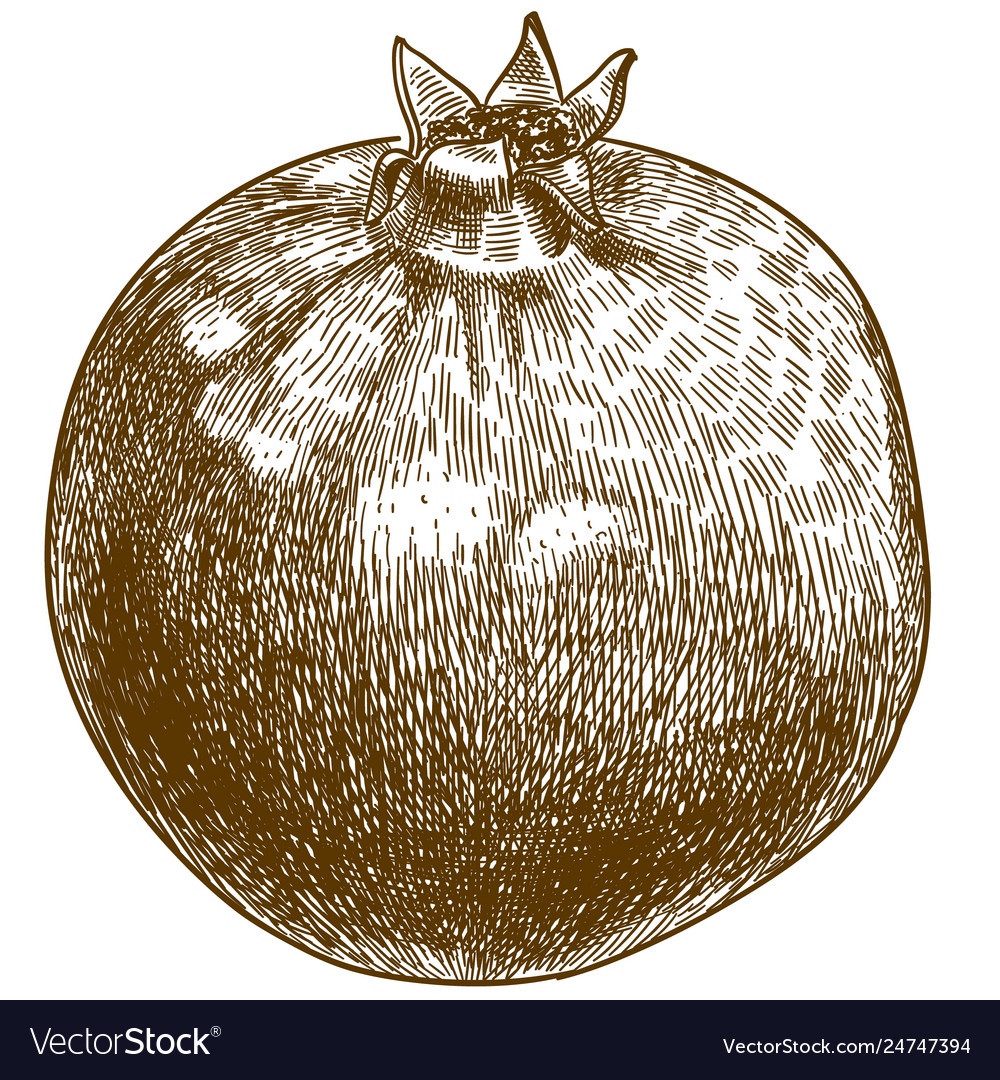 Engraving pomegranate vector image Engraving pomegranate