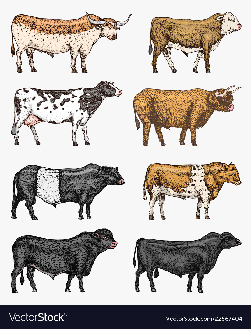 Farm cattle bulls and cows different breeds