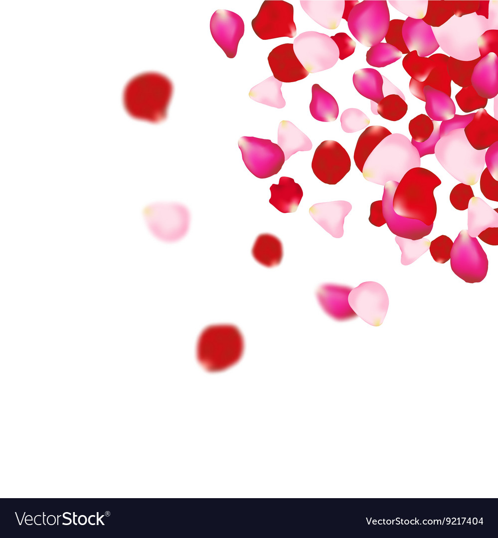 Rose petals background for presentations