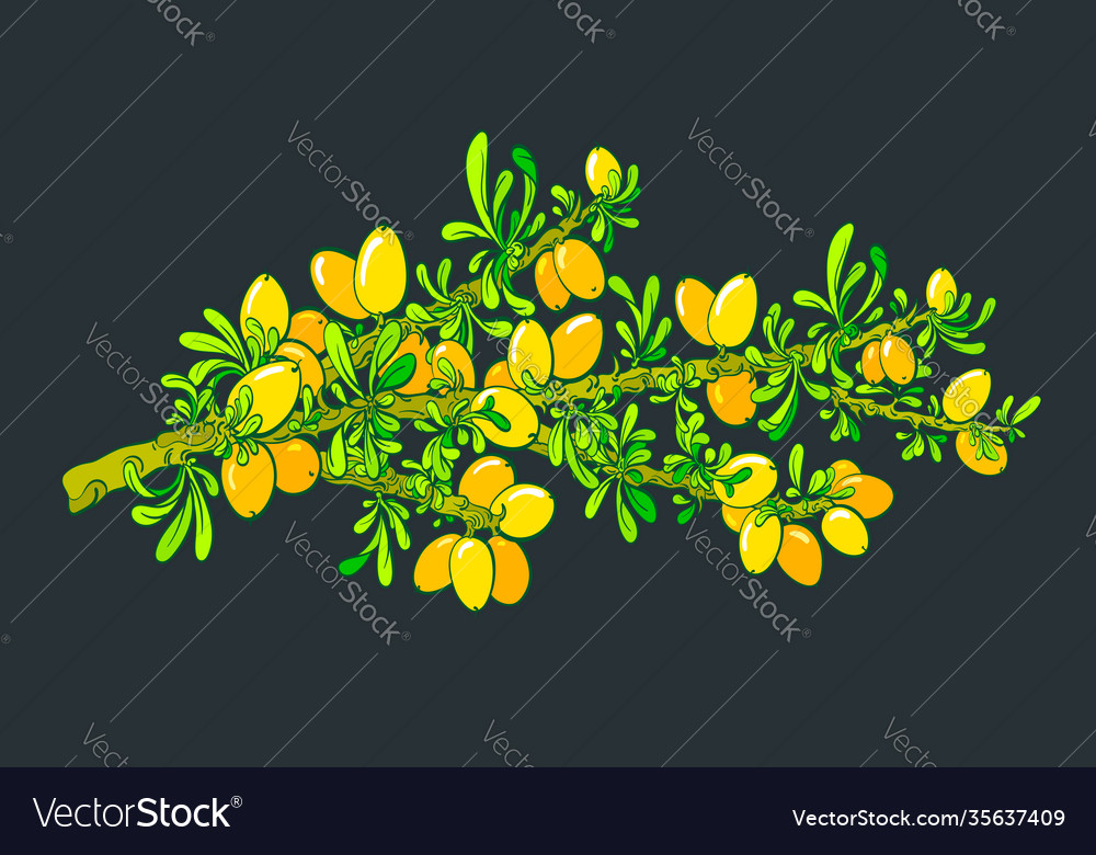 Argan Tree Branch Botany