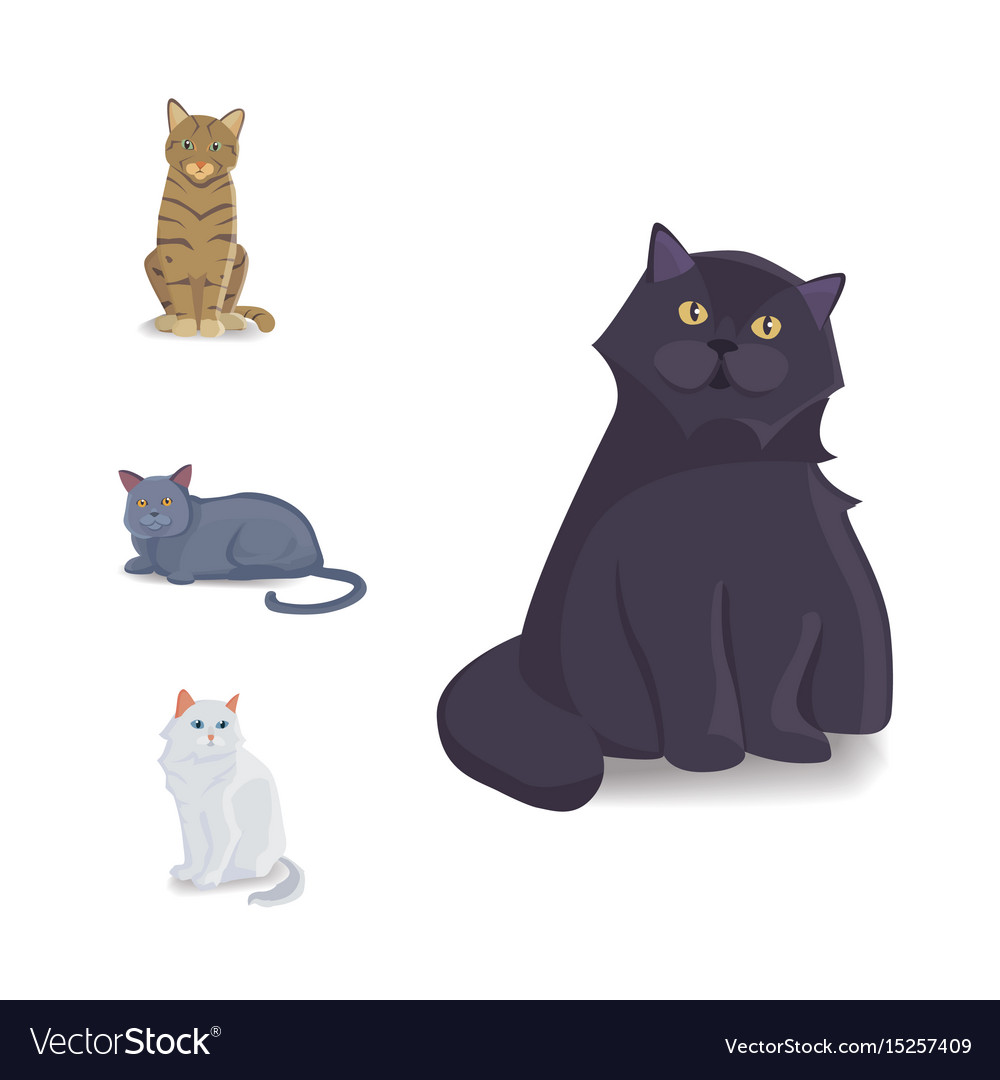 Collection Cats Of Different Breeds Royalty Free Vector Collection Cats Of Different Breeds Royalty Free Vector