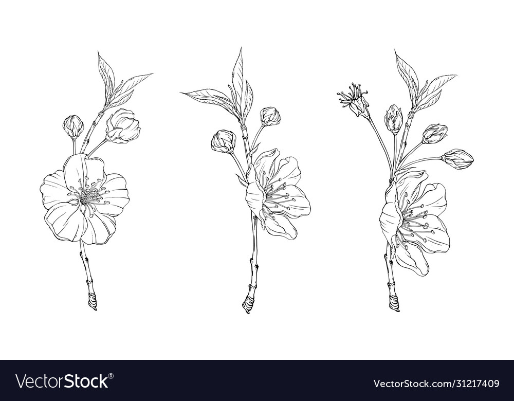 Spring flower graphic blooming branch