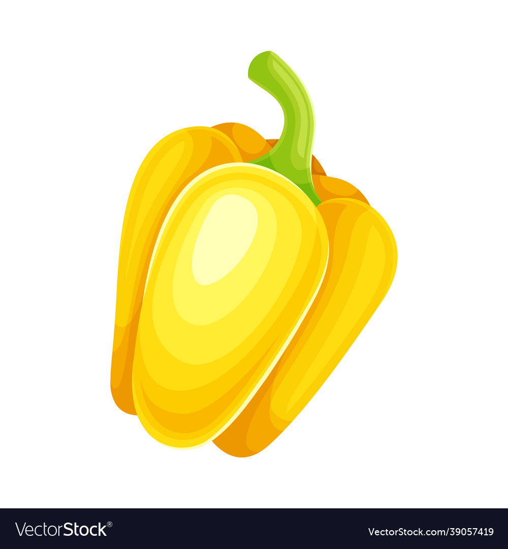 Sweet yellow bell pepper vegetable ingredient Vector Image