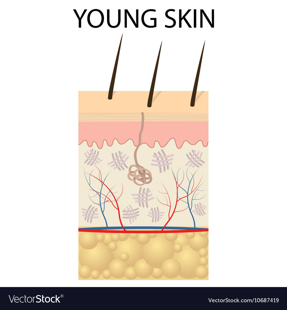 Visual representation of young skin Royalty Free Vector