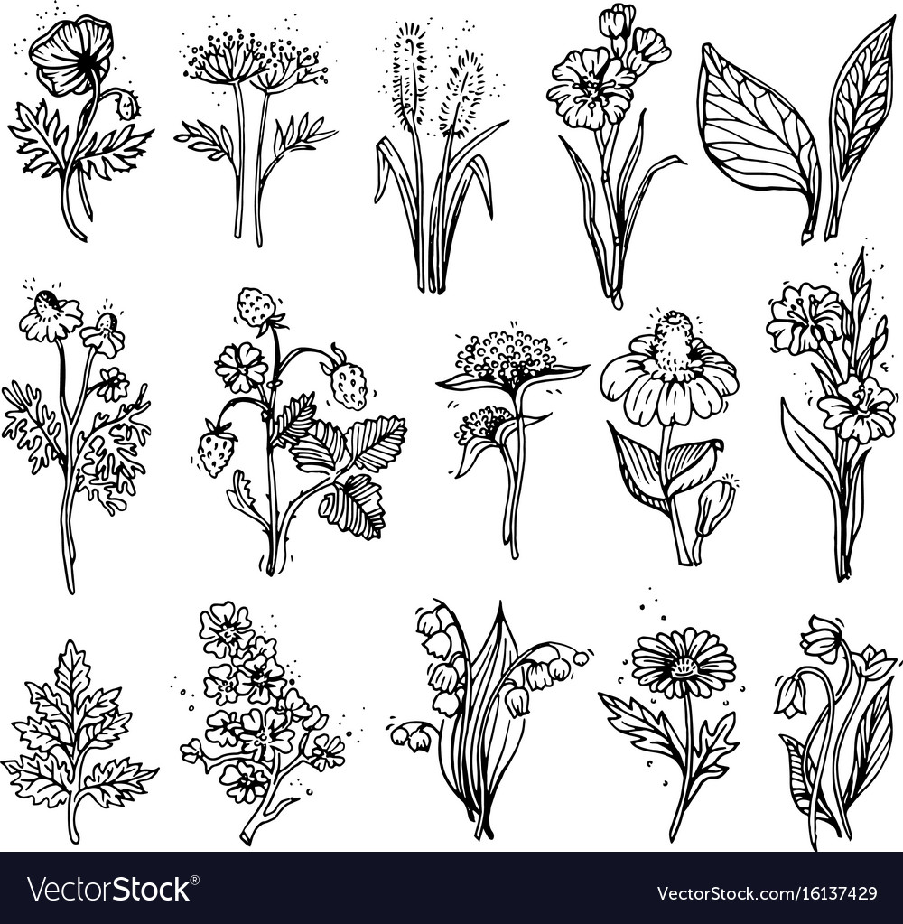 Drawing wild flowers Royalty Free Vector Image