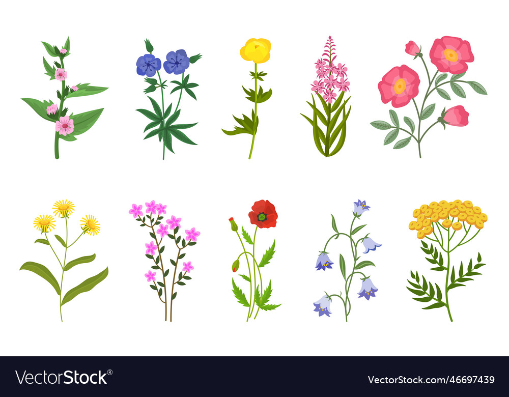 Different wild flowers set Royalty Free Vector Image